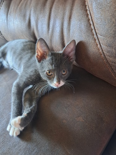 Lina G - College of the Sequoias Babysitter