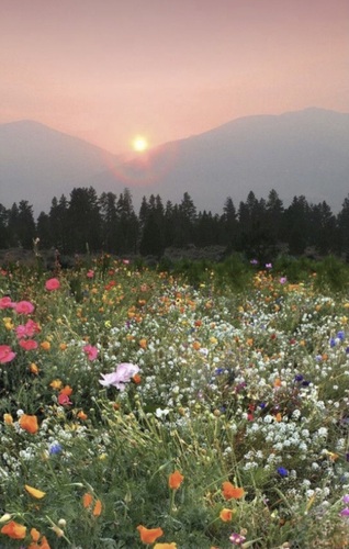 Jennifer N - SMC Babysitter