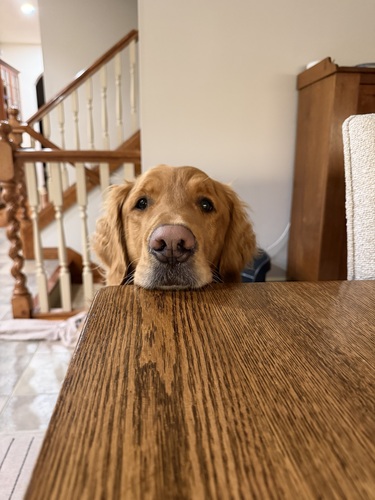 Megan P - Barnes-Jewish College Goldfarb School of Nursing Babysitter