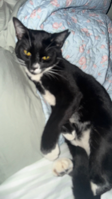 Emma G - Imperial Valley College Babysitter