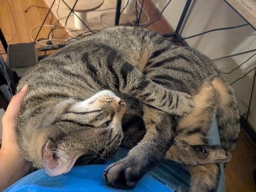 Ena H - UC Berkeley Babysitter