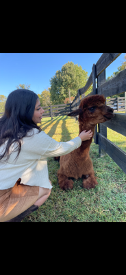 Audra H - Volunteer State Community College Babysitter