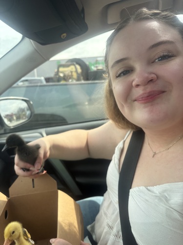 Kaylee M - Metropolitan Community College-Maple Woods Babysitter