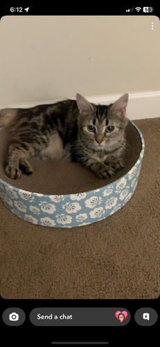 Hannah R - Ohio University Babysitter