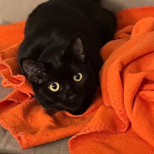 Anjie C - NEIU Babysitter