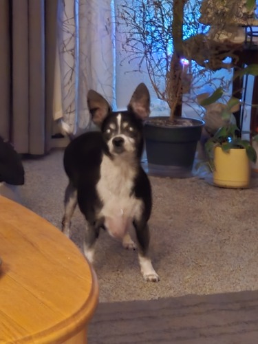 Heather M - Chabot Babysitter