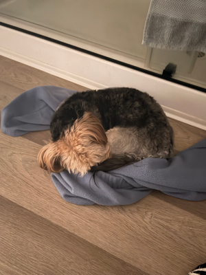 Sabrina L - NSU Babysitter