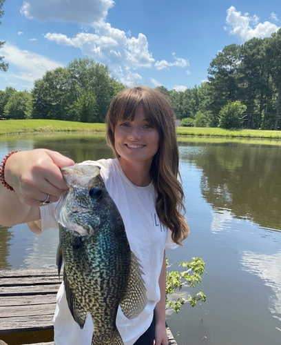 Olivia C - Belmont Babysitter