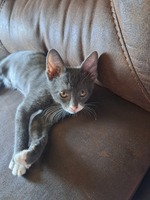 Lina G – College of the Sequoias Student Seeking Babysitting Jobs