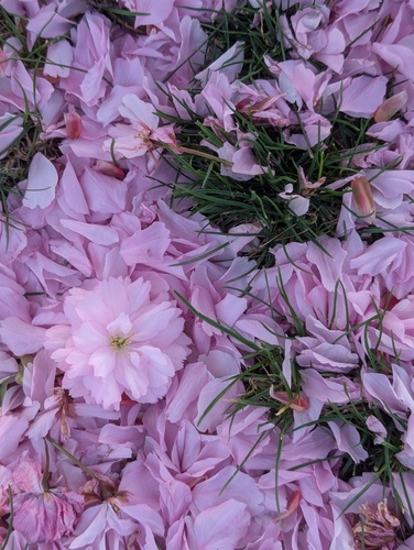 Aali S - Brooks Babysitter